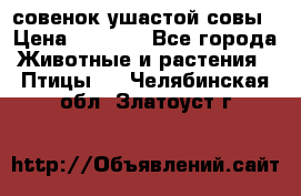 совенок ушастой совы › Цена ­ 5 000 - Все города Животные и растения » Птицы   . Челябинская обл.,Златоуст г.